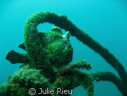 Well disguised frogfish, Lembeh Strait, Indonesia by Julie Rieu 